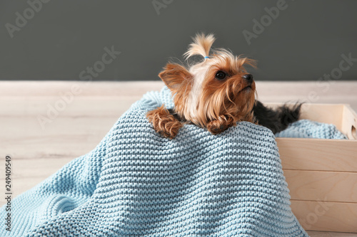Yorkshire terrier in wooden crate on floor against grey wall, space for text. Happy dog