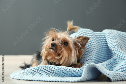 Yorkshire terrier on floor against grey wall. Happy dog