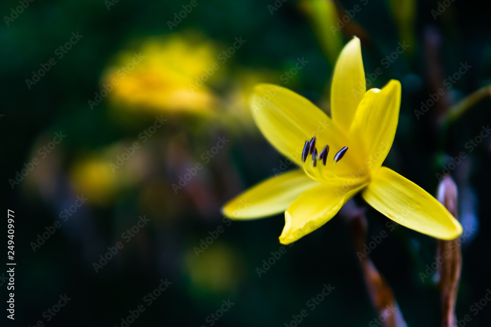 Fototapeta premium Citron daylily in closeup with blurred background