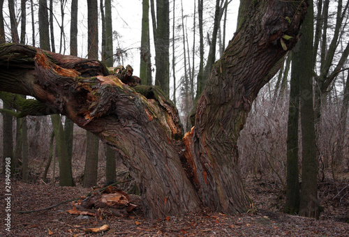 Old dry tree broken from storm lightning