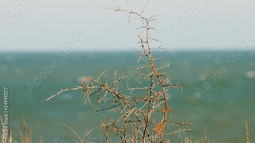 Rosehip Bush (brere, wild rose) without leaves near sea on a winter day, cold snap photo