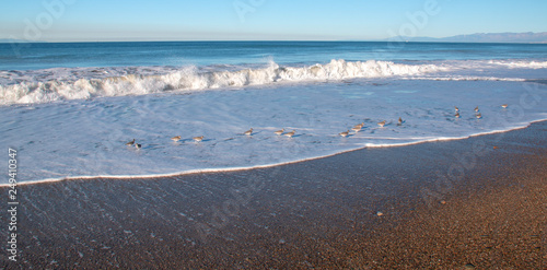 Whimbrel shorebirds on Surfers Knoll beach in Ventura California United States