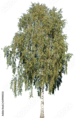 Betula pendula - Birke, Trauerbirke, Hängebirke