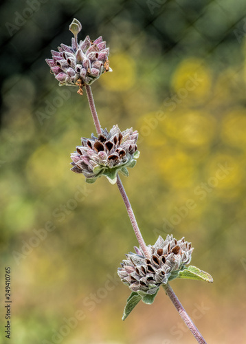 Black Sage Blossoms photo