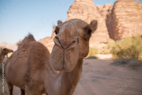 Camels in Wadi Rum desert  Jordan