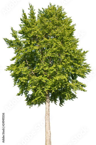 Fagus sylvatica - Buche, Rotbuche
