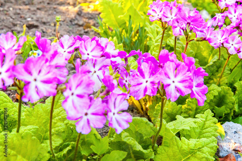 Primrose Primula with pink flowers. Inspirational natural floral spring or summer blooming garden or park under soft sunlight and blurred bokeh background. Colorful blooming ecology nature landscape