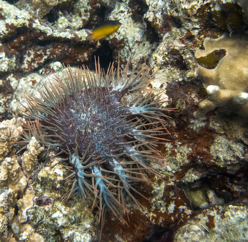 Crown of Thorn Sea Urchin with Blue Spines on Coral Reef © Erin