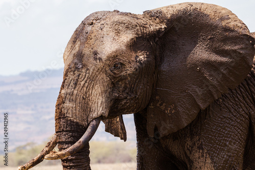 African elephant after mud bath. Head profile close-up. 