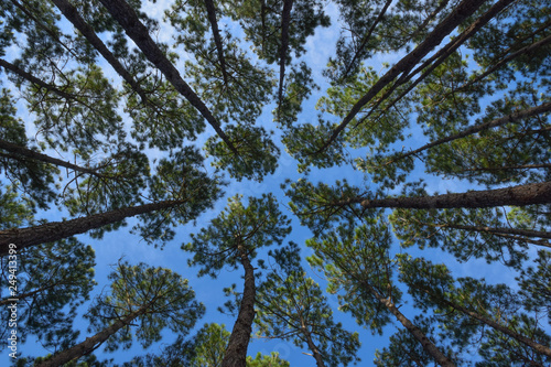 Big Forest 