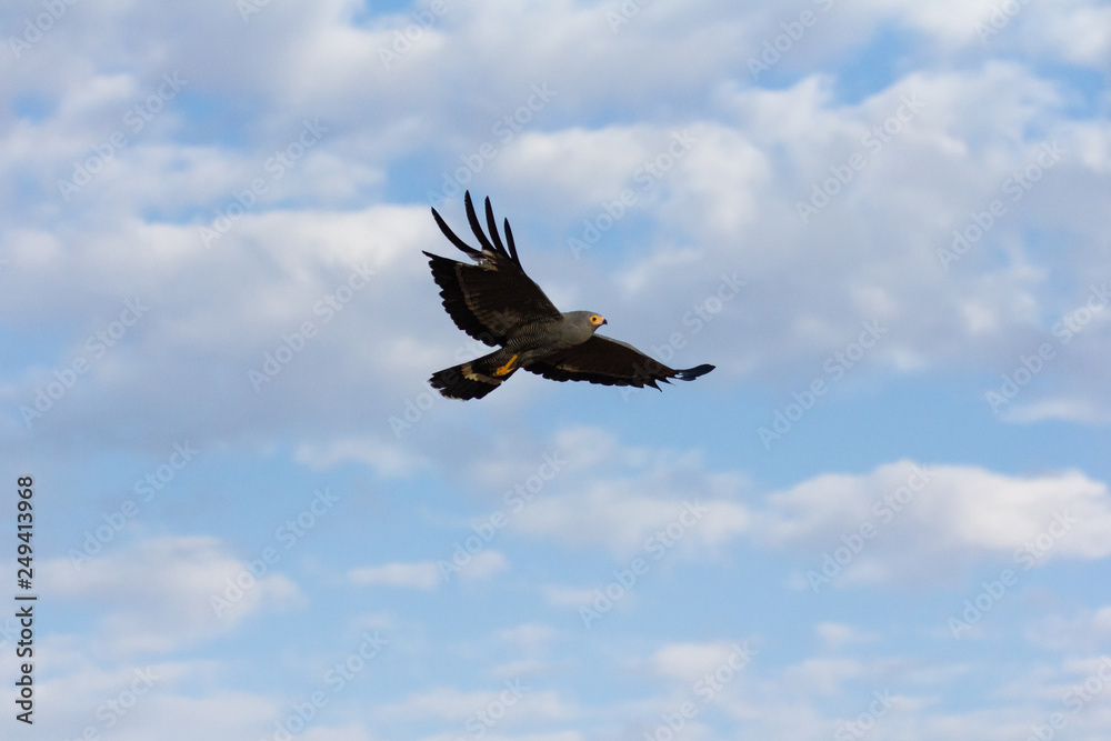 Obraz premium Harrier-hawk in flight against blue sky and clouds.