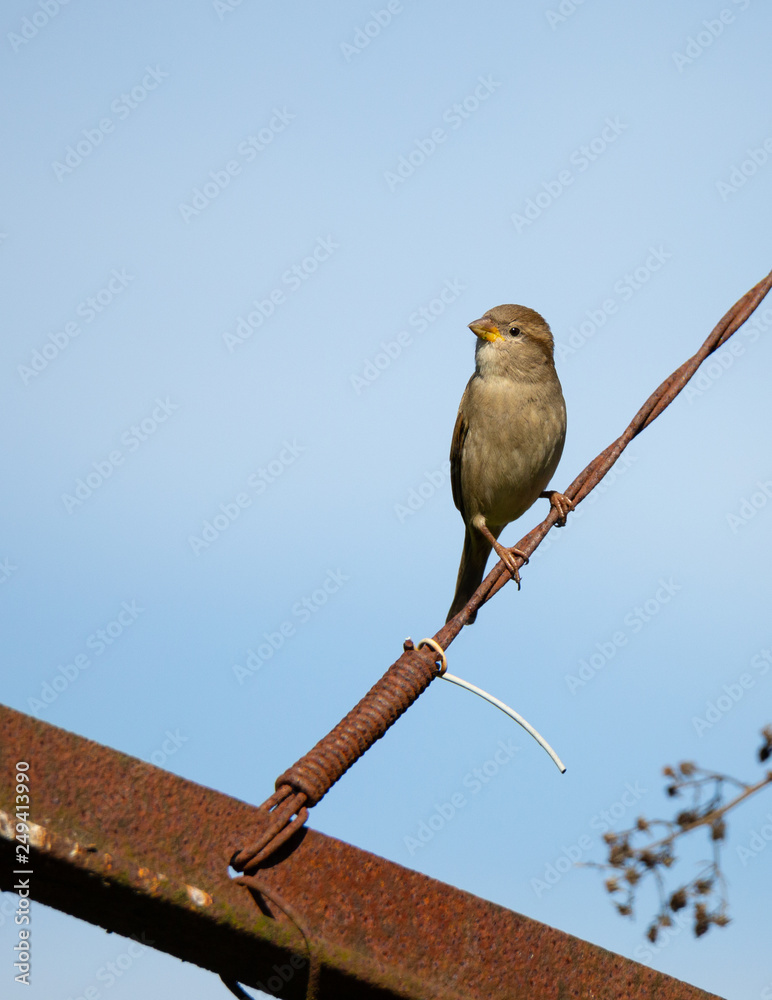 Passer domesticus Passer domesticus