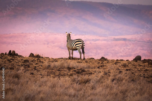 zebra on cliff edge with magenta background. 