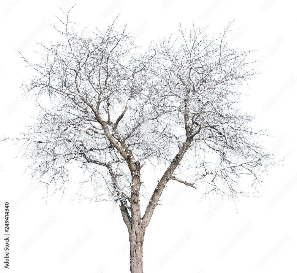 Prunus avium - Kirsche, Kirschbaum, Süsskirsche, Sauerkirsche, Vogelkirsche Prunus avium - Kirsche, Kirschbaum, Süsskirsche, Sauerkirsche, Vogelkirsche