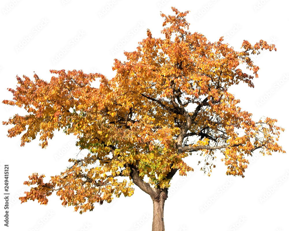 Prunus avium - Kirsche, Kirschbaum, Süsskirsche, Sauerkirsche, Vogelkirsche