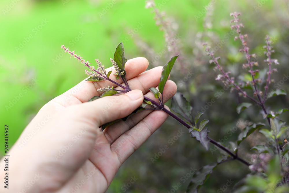 Holy basil in hand on nature background / Red or purple basil herbs and food thai asia Holy basil in hand on nature background / Red or purple basil herbs and food thai asia