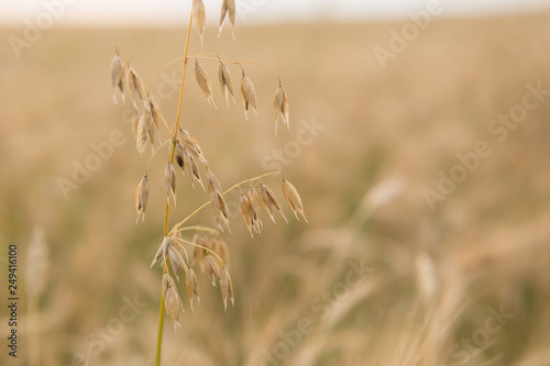 wheat field. ripe wheat. ears. margin. nature