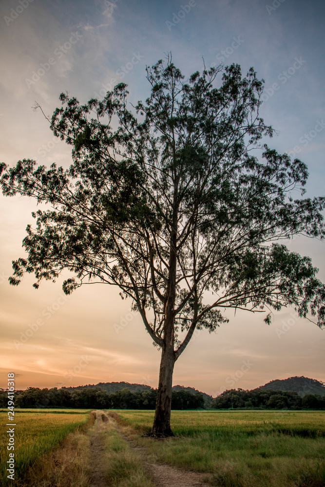 Obraz premium single tree in the field