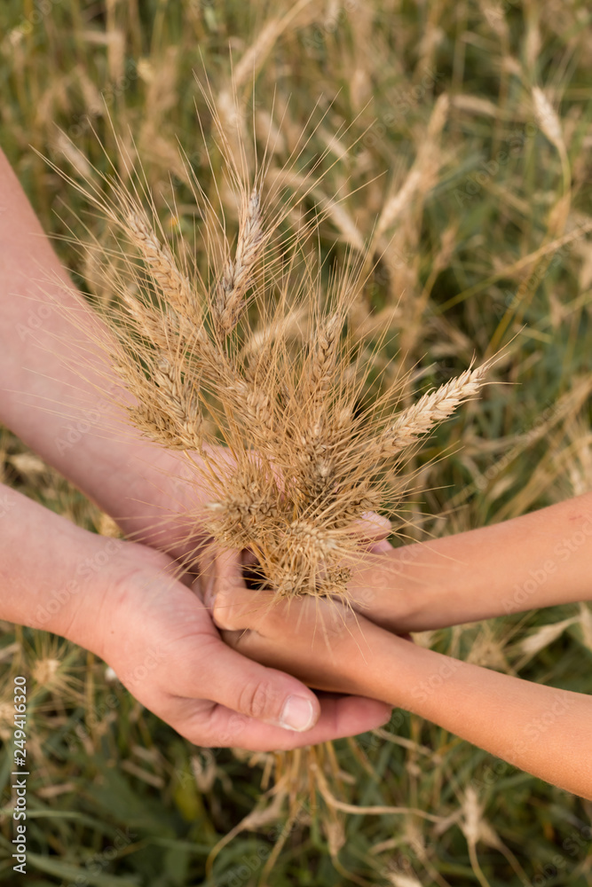 Naklejka premium wheat field. ripe wheat. ears. margin. nature. ears of wheat in his hands. the ears of corn. ears of wheat in the hands of father and child. father and son