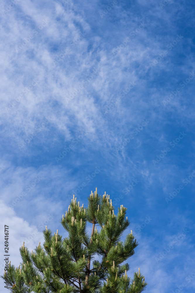 Fototapeta premium Beautiful pine tree against spying blue sky with some clouds