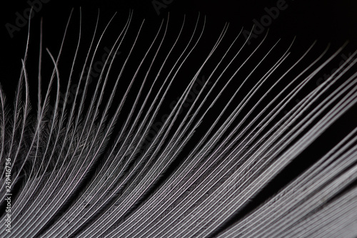 white bird feather on black background