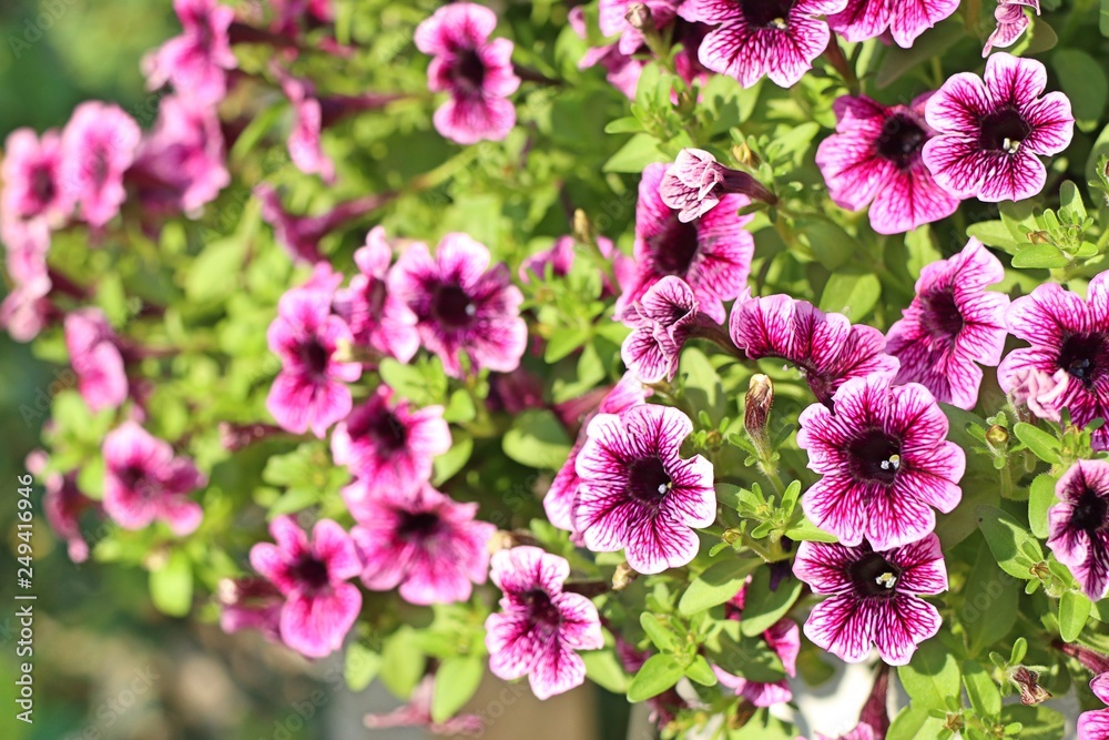 Petunia flowers for sale Petunia flowers for sale