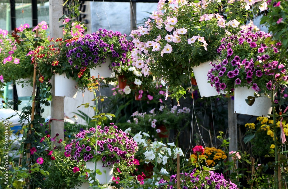 Petunia flowers for sale