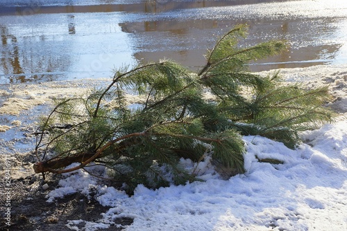 Fototapeta Naklejka Na Ścianę i Meble -  trash from green cut pine tree lies on the snow by the asphalt road