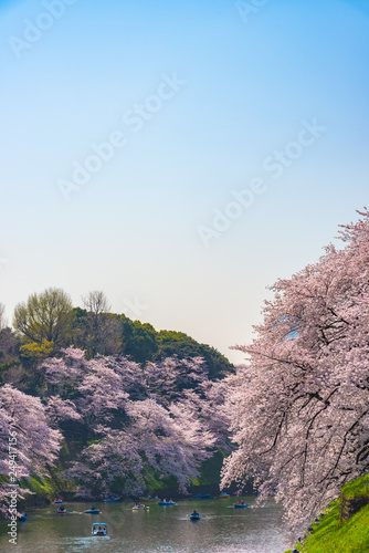 full bloom beautiful pink cherry blossoms flowers ( sakura ) in springtime sunny day with blue sky natural background