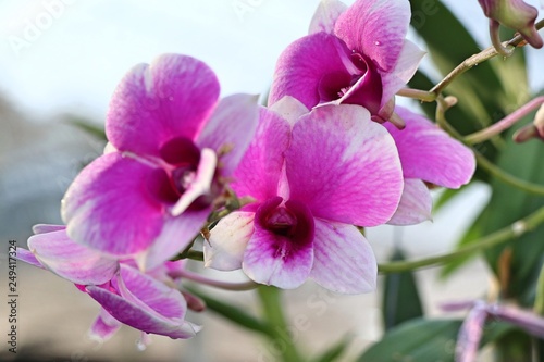 pink orchid flower in tropical