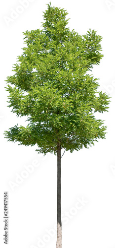 Acacia - Akazie, Gleditsia triacanthos - Gleditschie, Lederhülsenbaum