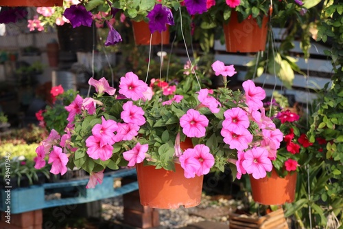 Petunia flowers for sale