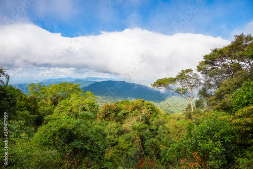 The forest on mountain top view with big tree and green plant wood growing on tropical jungle