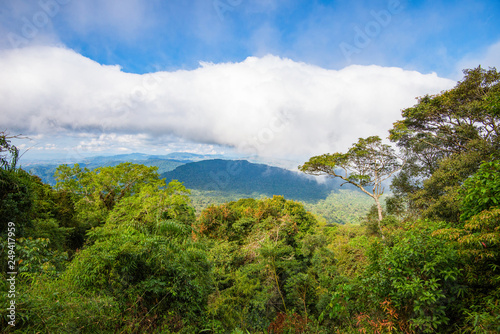 Photos The forest on mountain top view with big tree and green plant wood growing on tr