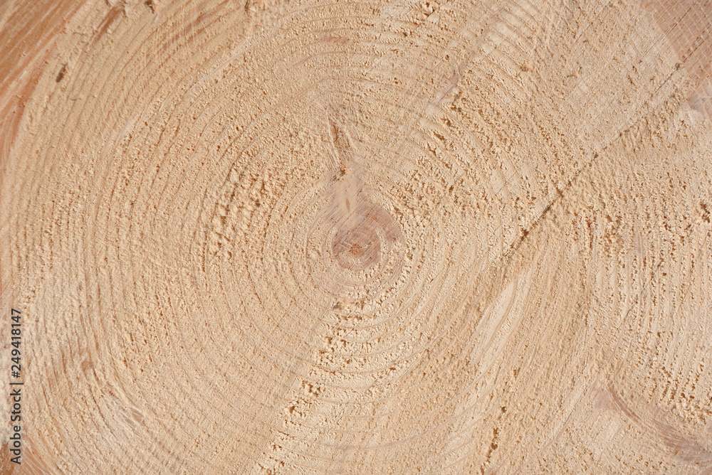 The texture of the end of the tree. Saw cut wood close up. Rough-wood on floors. Wood background. The texture of the end of the tree. Saw cut wood close up. Rough-wood on floors. Wood background.