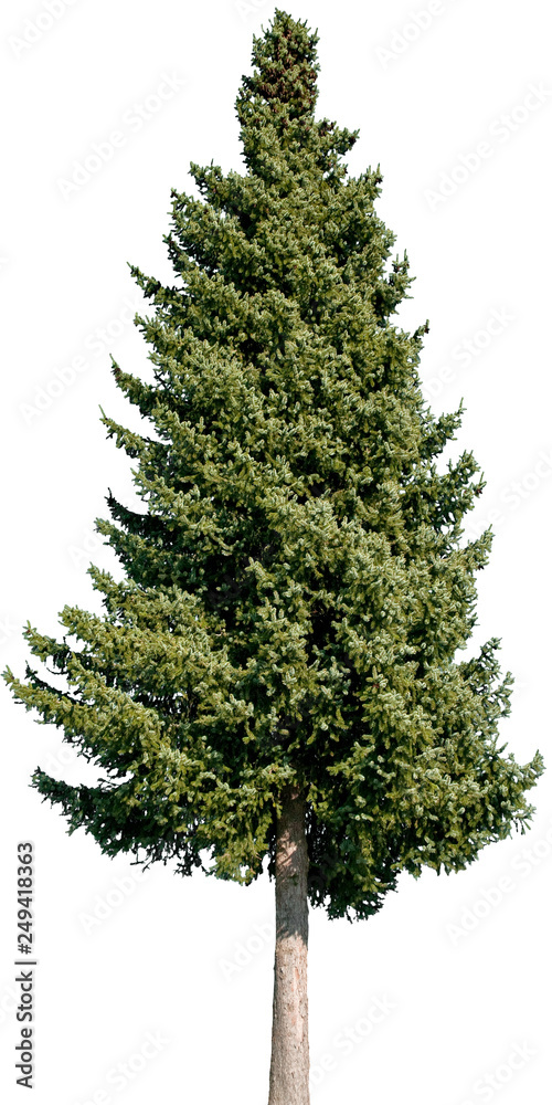 Picea abies - Gemeine Fichte,  Gewöhnliche Fichte, Rotfichte, Rottanne