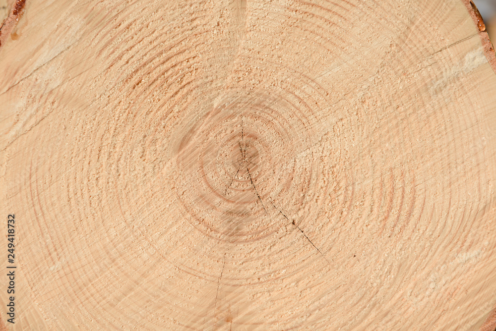 The texture of the end of the tree. Saw cut wood close up. Rough-wood on floors. Wood background. The texture of the end of the tree. Saw cut wood close up. Rough-wood on floors. Wood background.