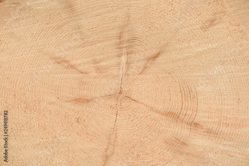 The texture of the end of the tree. Saw cut wood close up. Rough-wood on floors. Wood background.