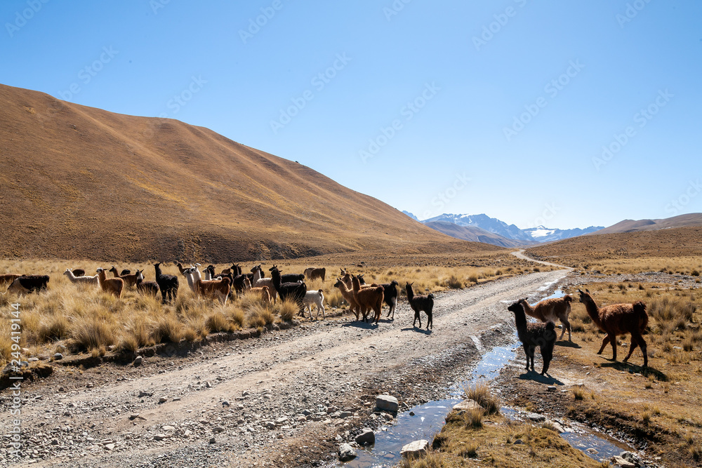 Llama in the wild in Bolivia highlands - altiplano - vicuna alpaca lama Llama in the wild in Bolivia highlands - altiplano - vicuna alpaca lama