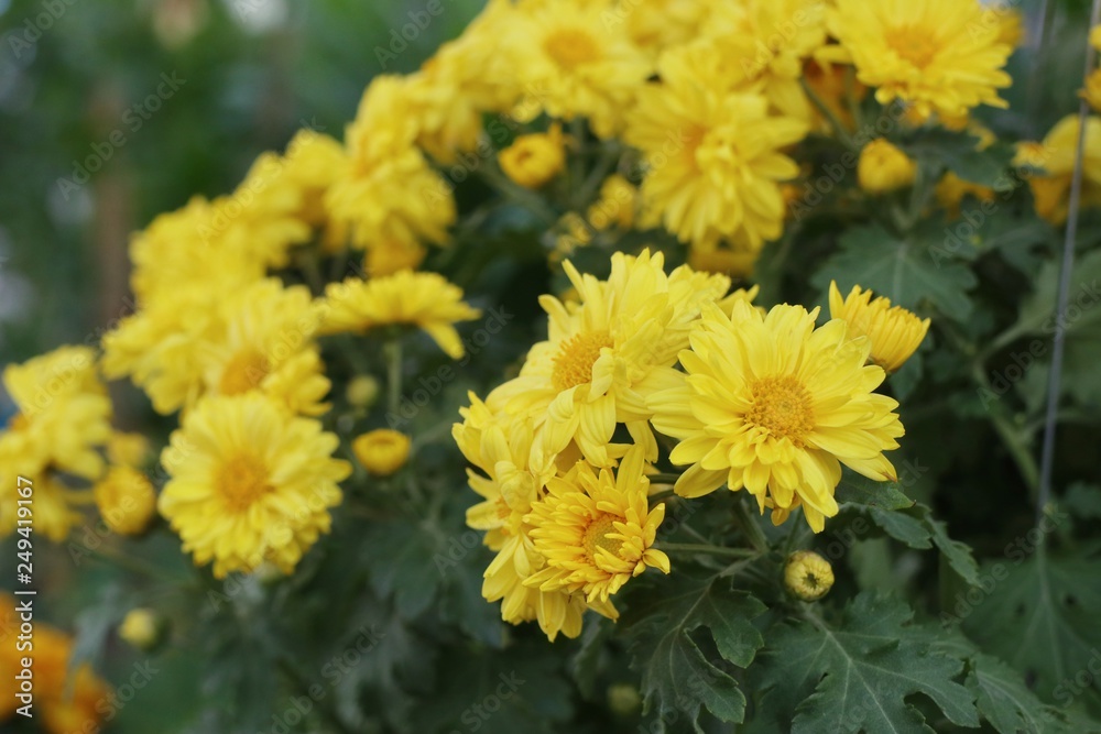 Chrysanthemum flower for sell Chrysanthemum flower for sell