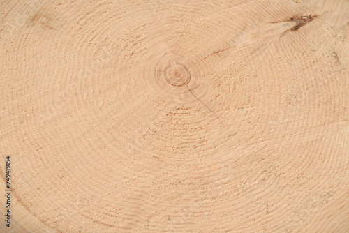 The texture of the end of the tree. Saw cut wood close up. Rough-wood on floors. Wood background.