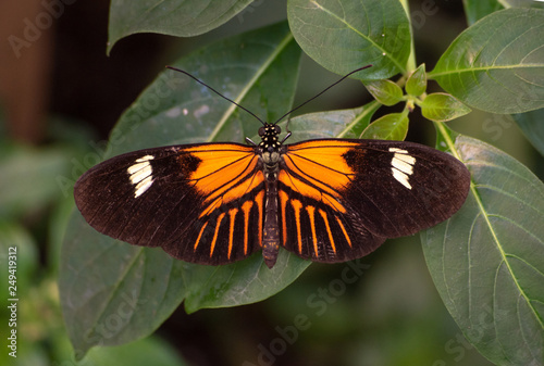 small heliconian longwing butterfly photo