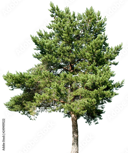 Pinus sylvestris - Gew  hnlicheKiefer  Gemeine Kiefer  Rotf  hre  Wei  kiefer  Forche