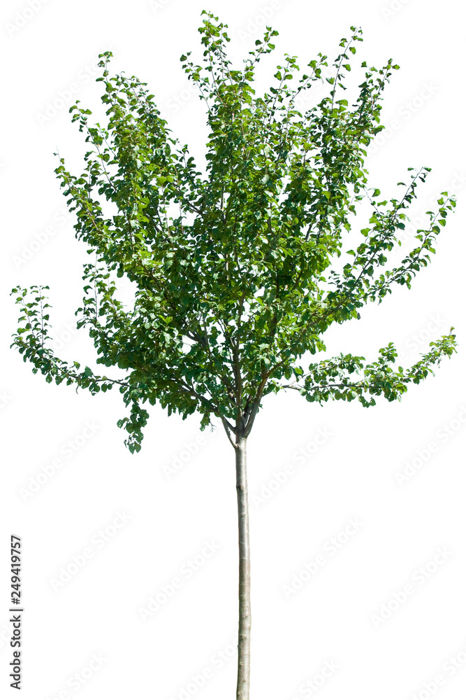 Fototapeta premium Prunus domestica - wiśnia, czereśnia, czereśnia