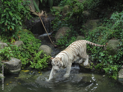 White Tiger Swimming