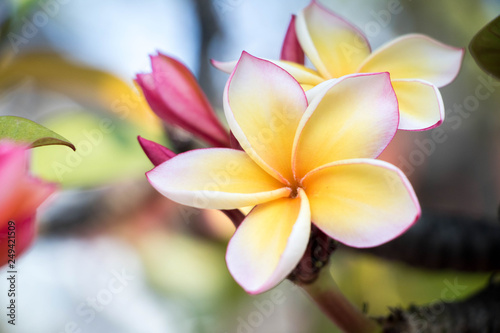 frangipani flower on a background