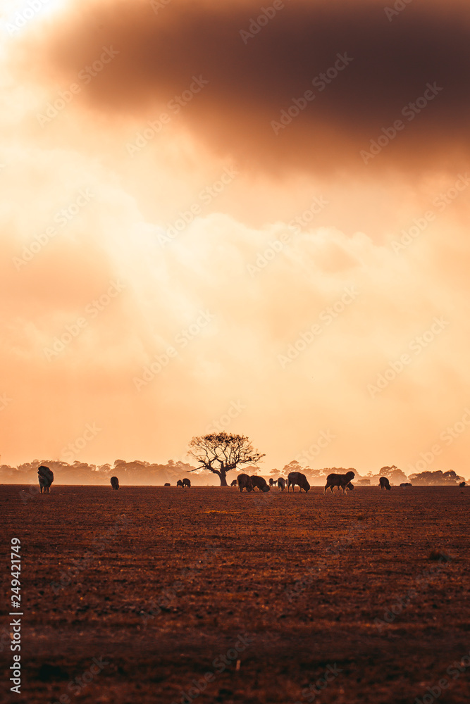 Tree in Field at Foggy Sunrise With Sheep in Foreground