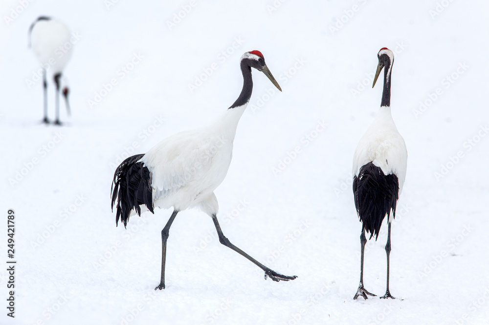 Obraz premium Dancing Cranes. The ritual marriage dance of cranes. The red-crowned crane. Scientific name: Grus japonensis, also called the Japanese crane or Manchurian crane, is a large East Asian Crane.