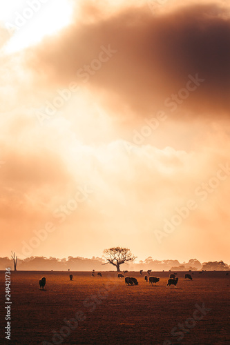 Tree in Field at Foggy Sunrise With Sheep in Foreground