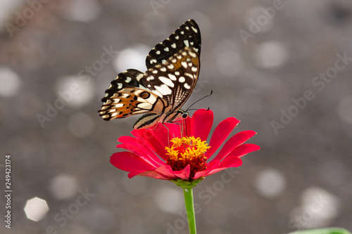 Spring Time here, and time to blossom flower and butterfly collect nectar and some fruit to grow
